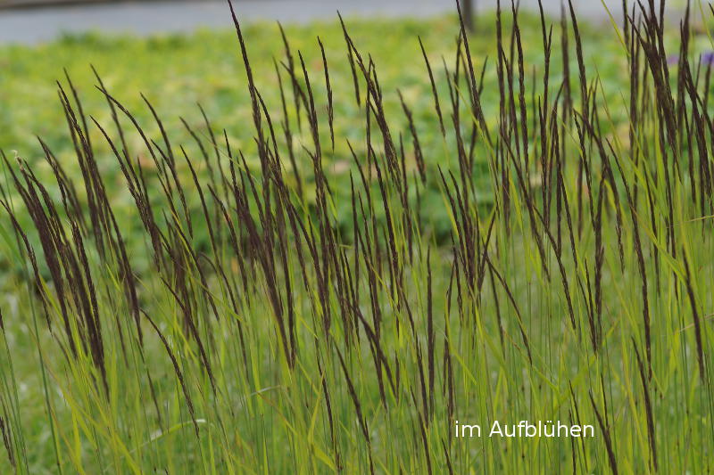 Calamagrostis acutiflora 'Karl Foerster'