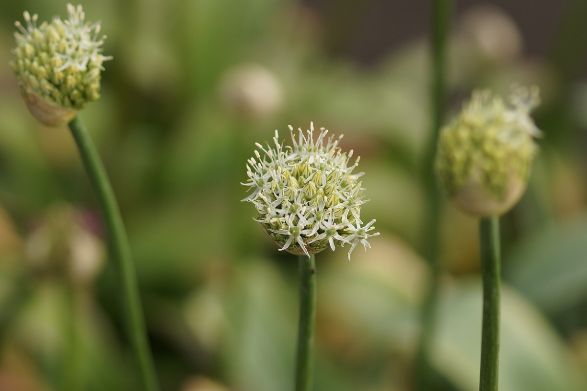 Allium Hybride 'Mount Everest'