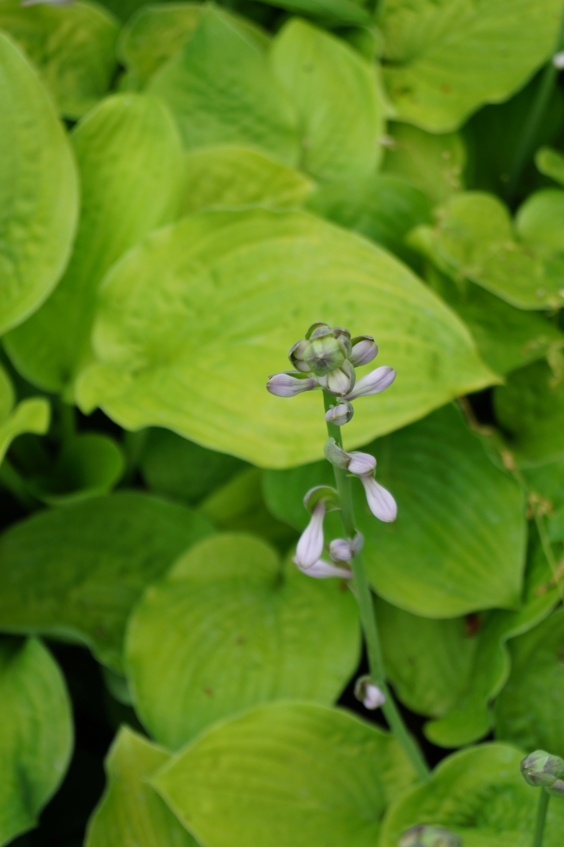 Hosta Hybride 'August Moon'