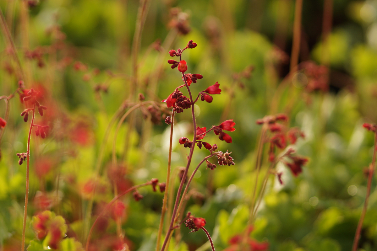 Heuchera sanguinea 'Leuchtkäfer', gen. - Purpurglöckchen