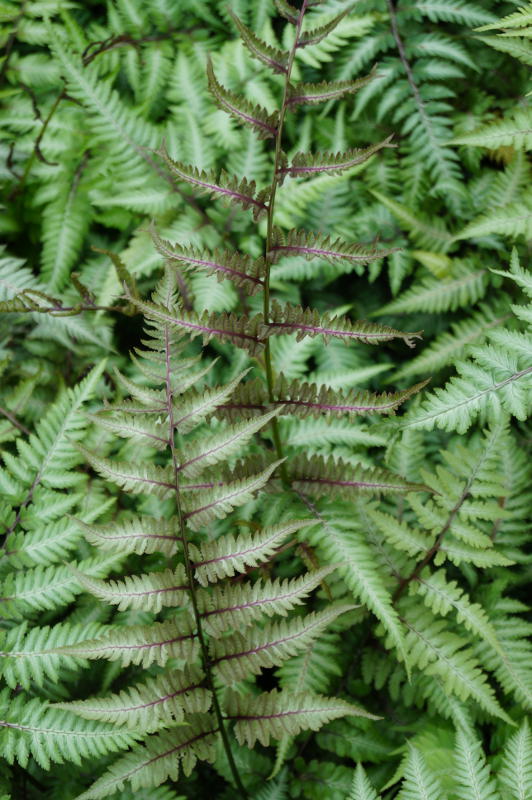 Athyrium niponicum 'Metallicum' gen. - Japanischer Regenbogenfarn