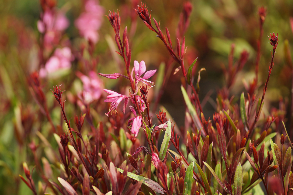 Gaura lindheimeri 'Siskiyou Pink'