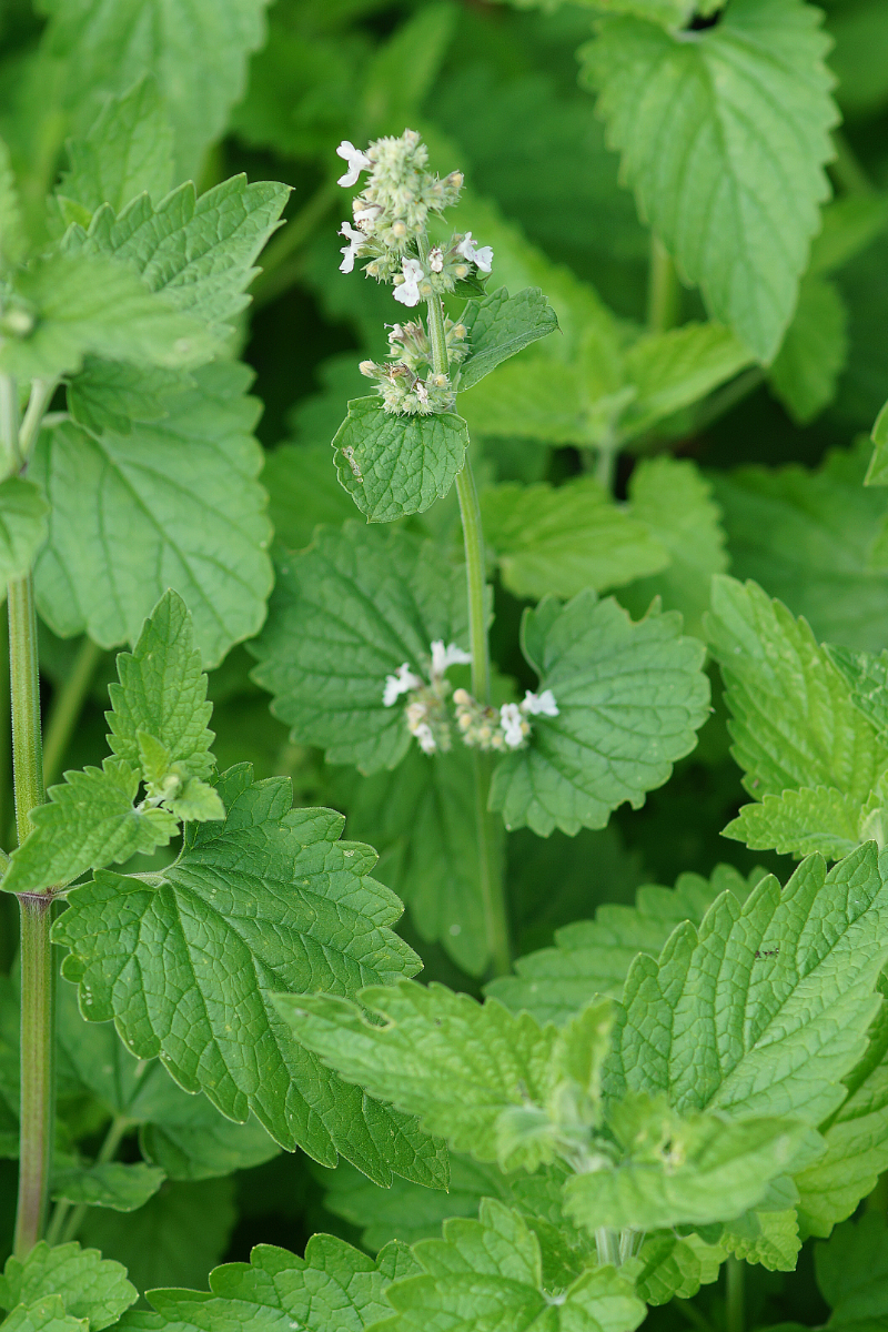 Nepeta cataria ssp. citriodora