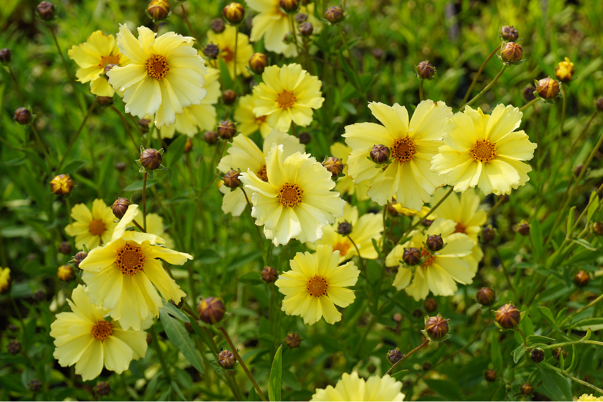 Coreopsis 'Full Moon' (R)