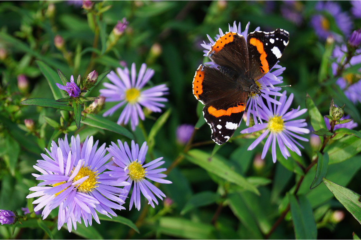 Aster laevis 'Calliope' - Glatte Aster