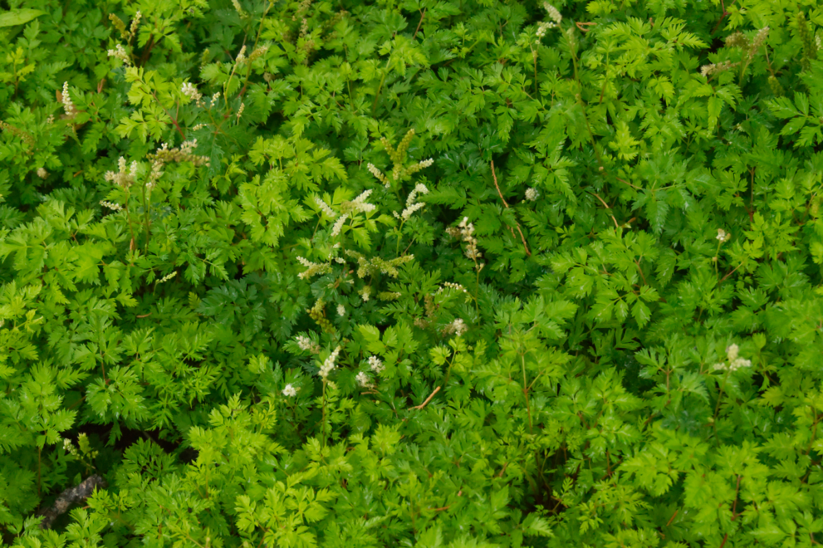 Aruncus aethusifolius