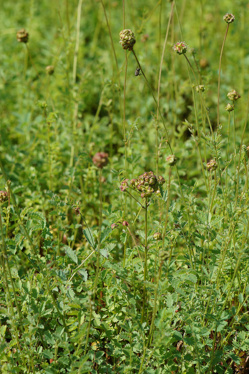 Sanguisorba minor