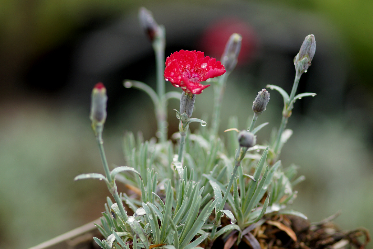 Dianthus Gratianopolitanus-Hybr. 'Rubin'