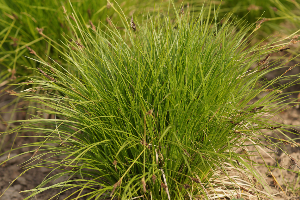 Carex montana