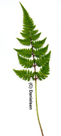 Athyrium niponicum veg. - Japanischer Regenbogenfarn