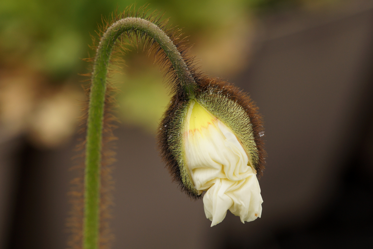 Papaver nudicaule 'Gartenzwerg'