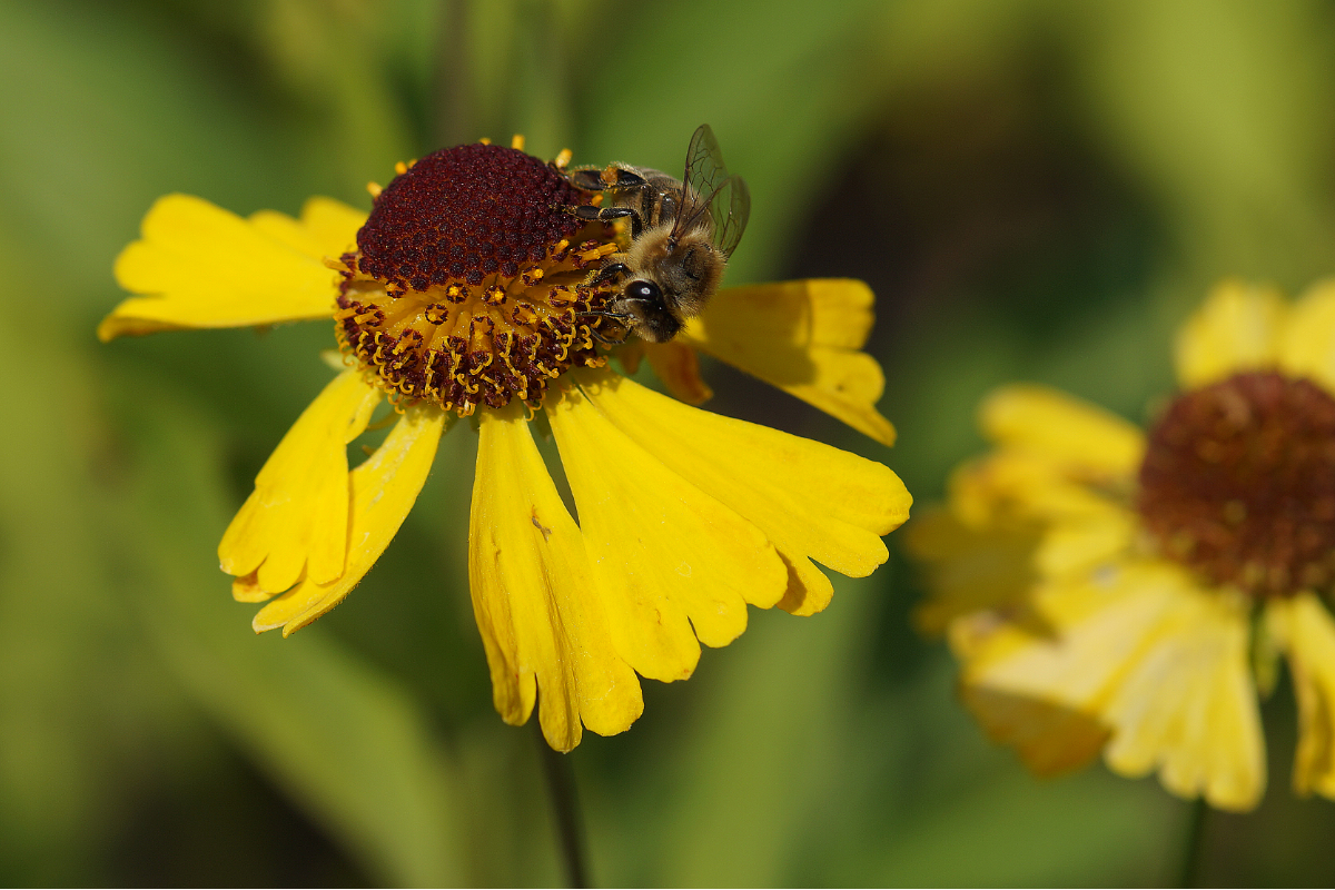 Helenium Hybride 'Wesergold'