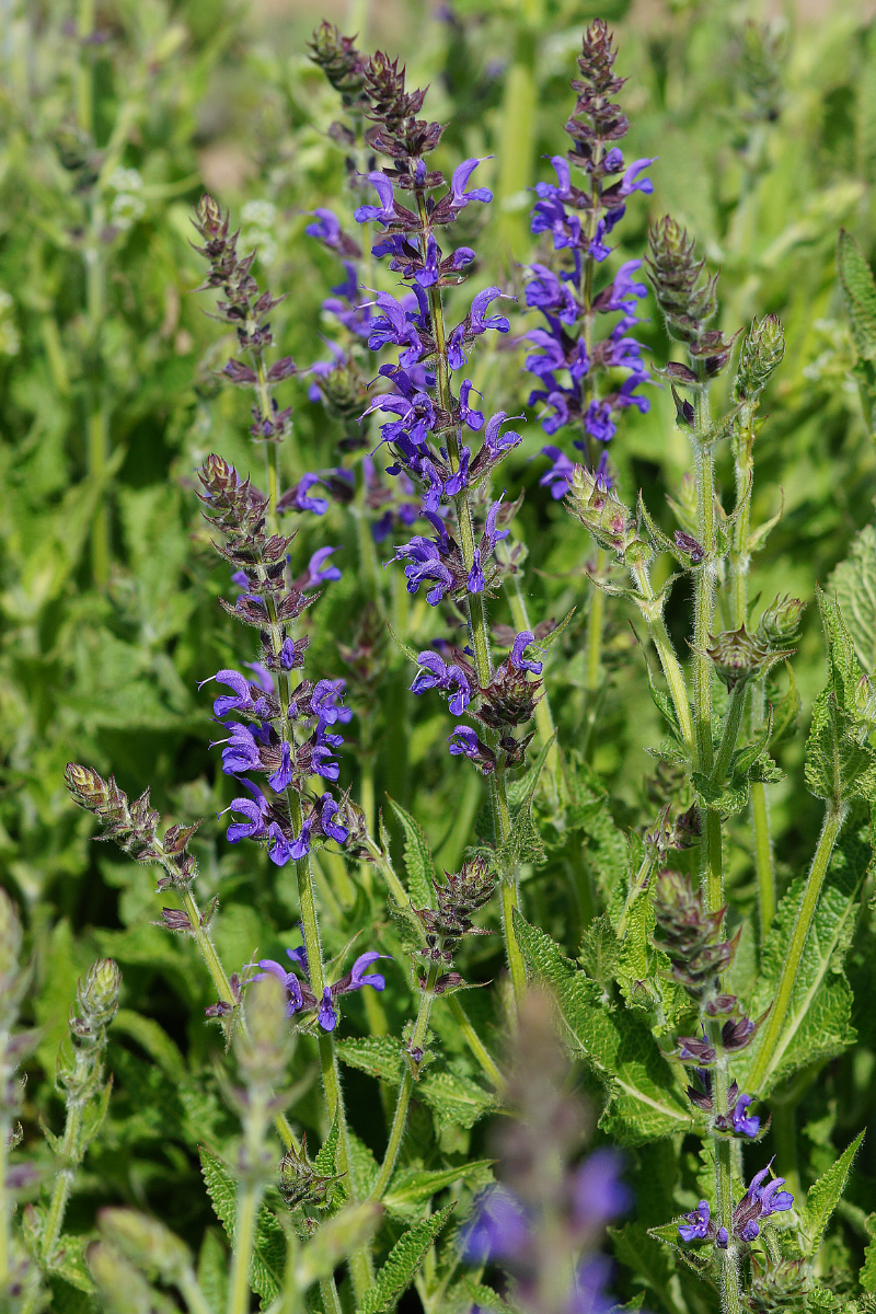 Salvia nemorosa 'Rügen'