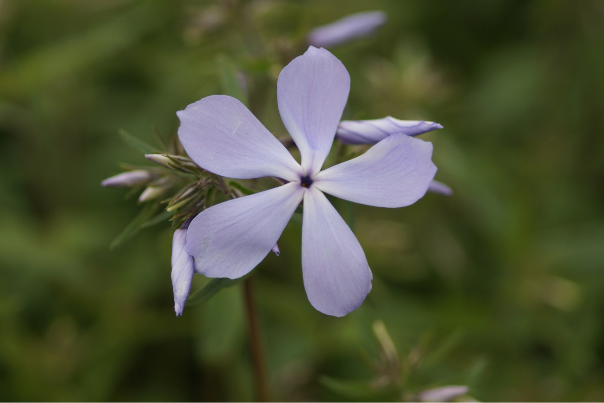 Phlox divaricata 'Clouds of Perfume'