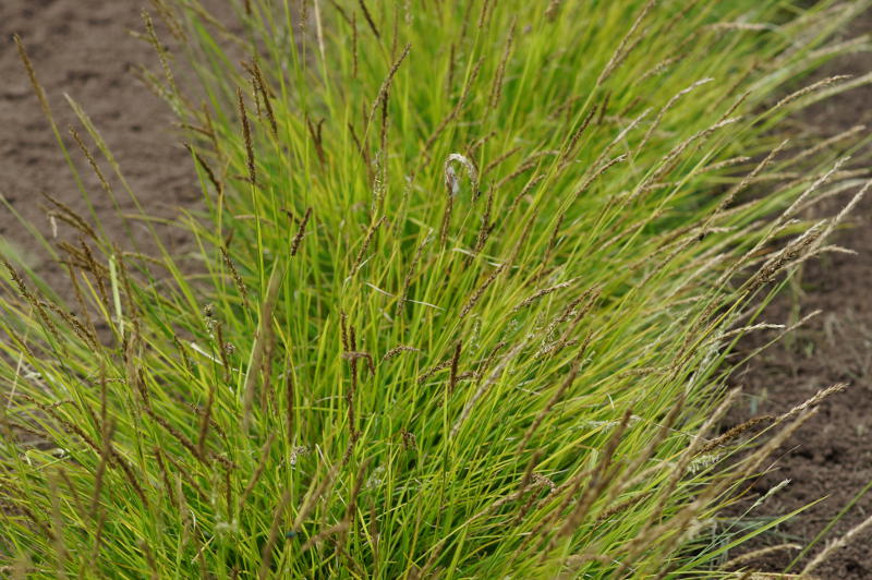 Sesleria autumnalis