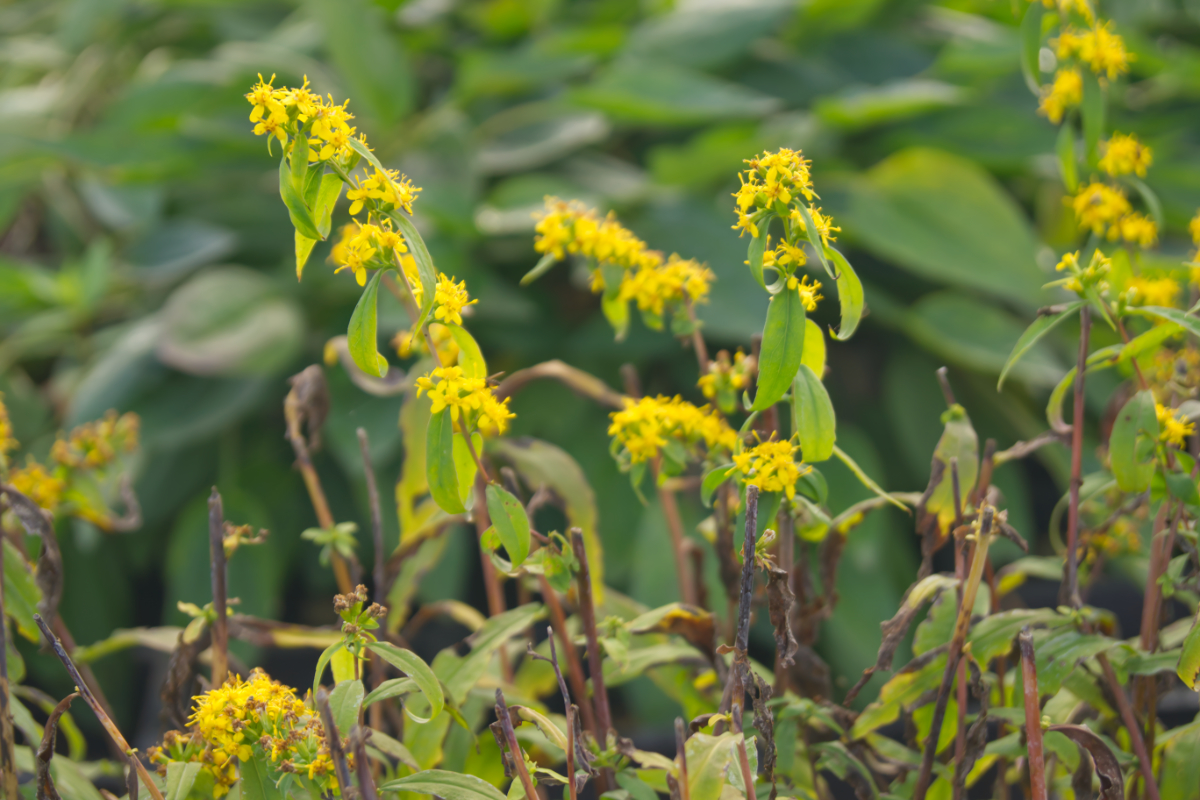Solidago caesia