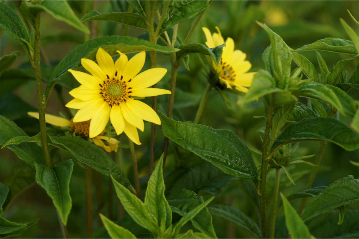 Helianthus microcephalus 'Lemon Queen' - Kleinkopfige-Sonnenblume