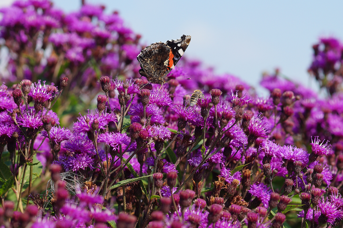 Vernonia crinita 'Mammuth'