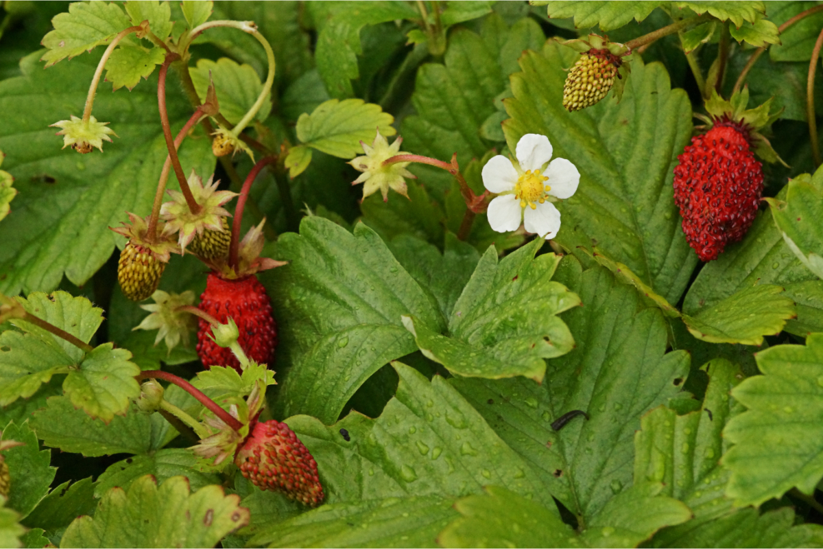 Fragaria vesca var. semperflorens 'Verbesserte Rügen - Garten-Monatserdbeere