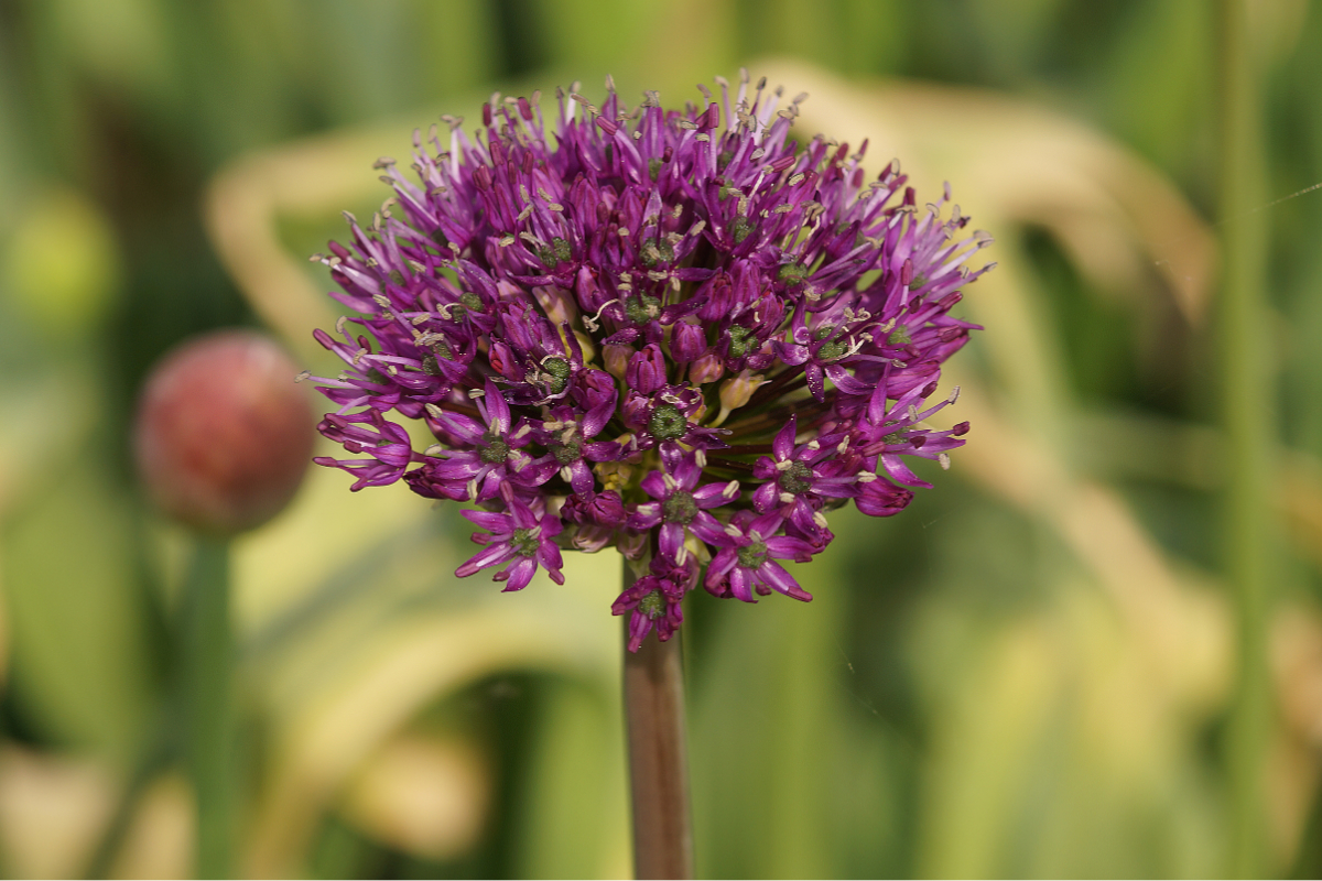 Allium aflatuense 'Purple Sensation' - Zierlauch, Paukenschläger-Lauch