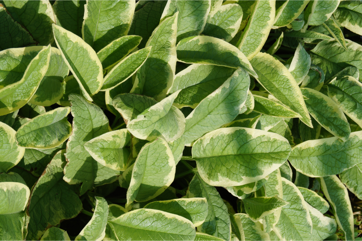 Symphytum uplandicum 'Variegatum'