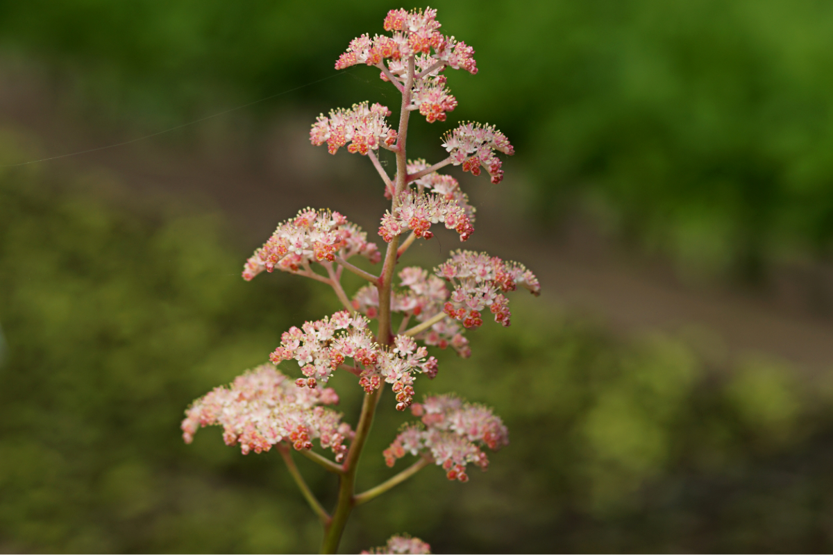 Rodgersia henrici 'Die Stolze'