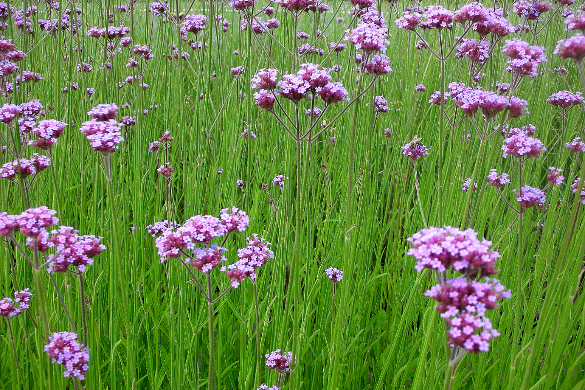 Verbena bonariensis