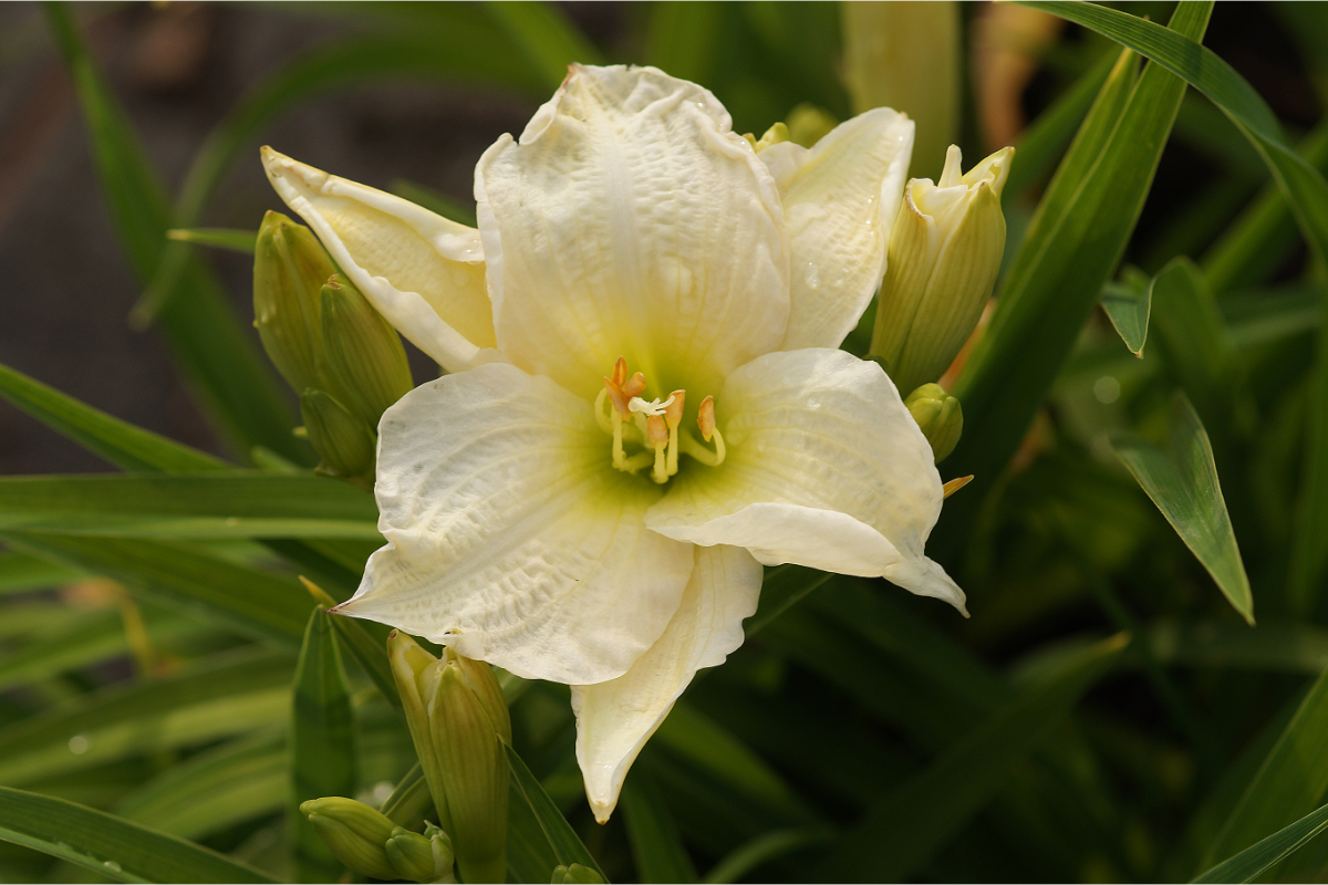 Hemerocallis Hybride 'Gentle Shepherd' - Taglilie