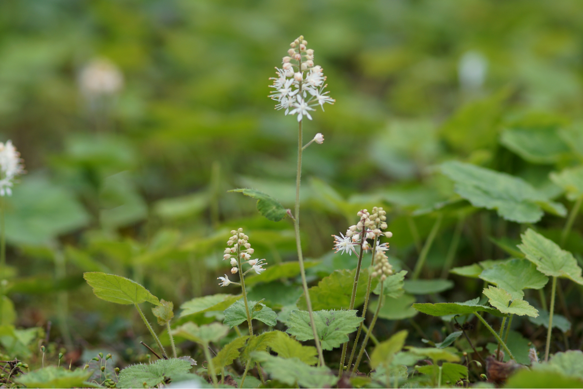 Tiarella cordifolia - Schaumblüte