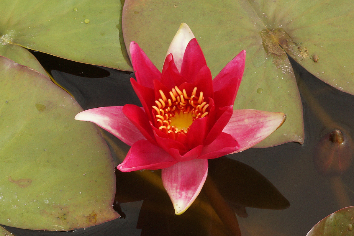 Nymphaea Hybride 'Escarboucle'