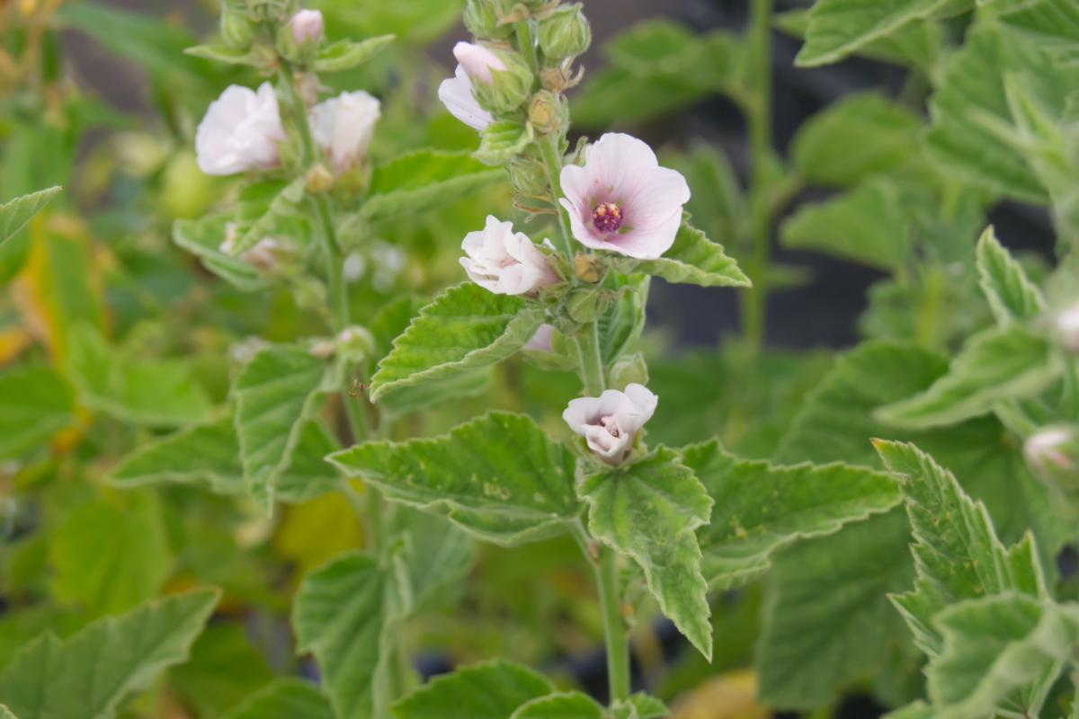 Althaea officinalis