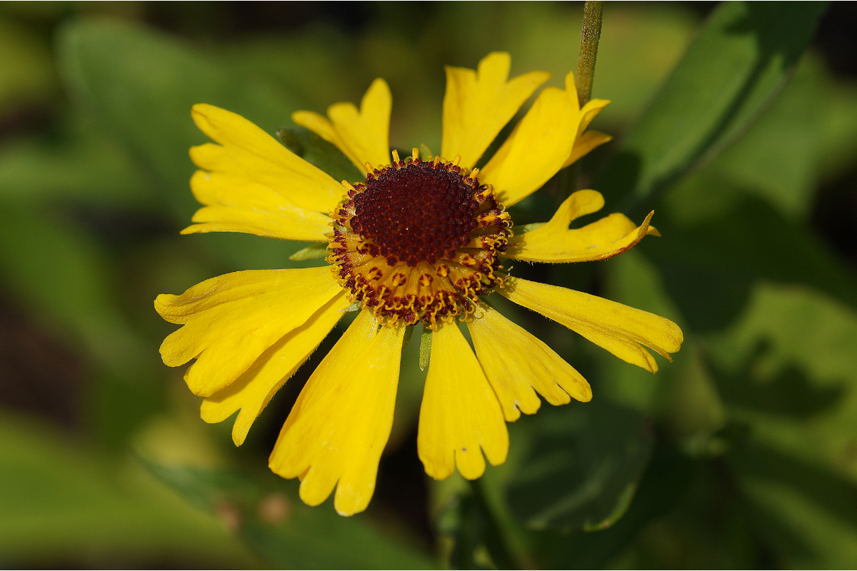 Helenium Hybride 'Wesergold'