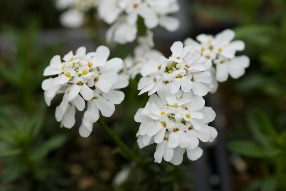 Iberis sempervirens 'Fischbeck'