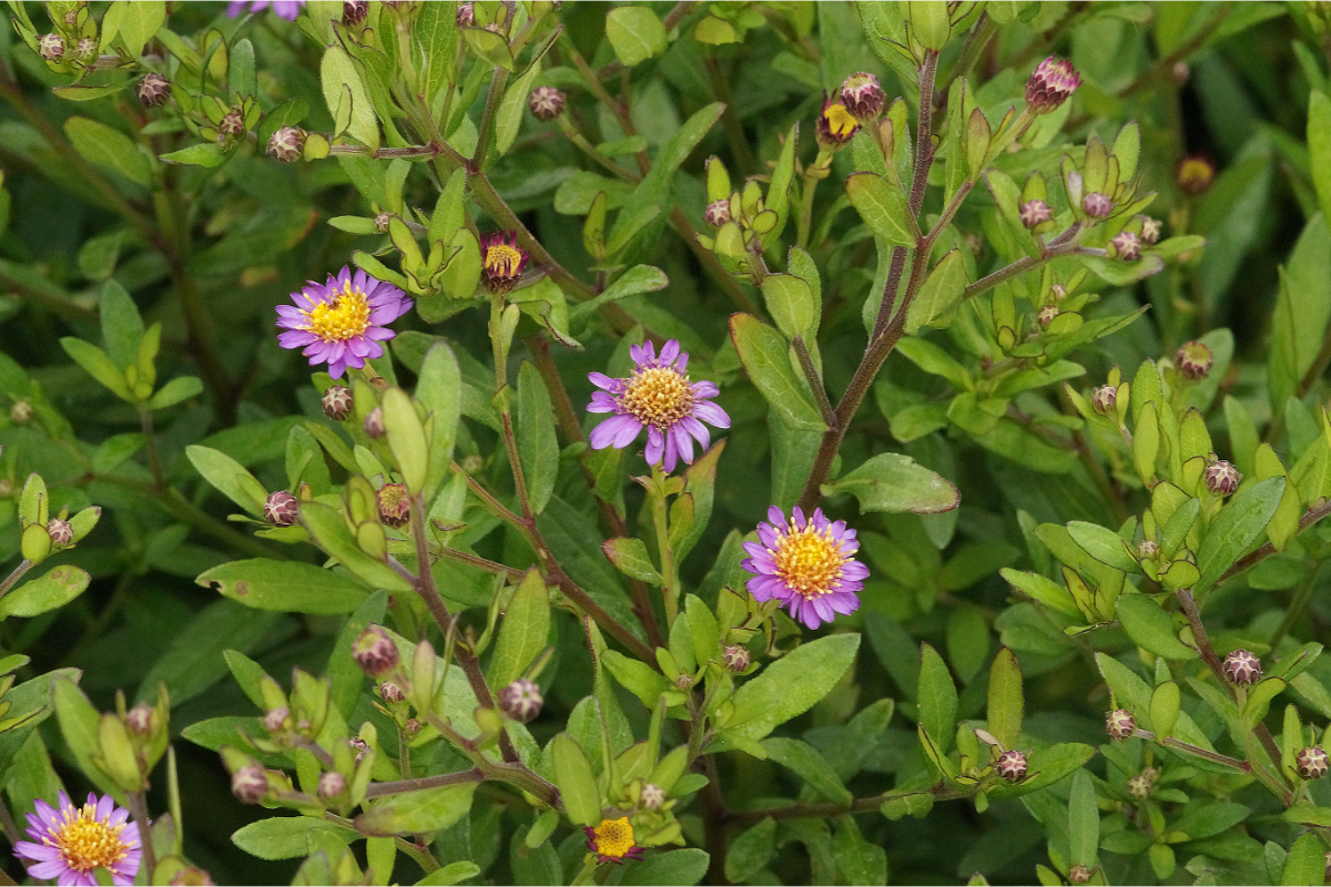 Aster ageratoides 'Ezo Murasaki'