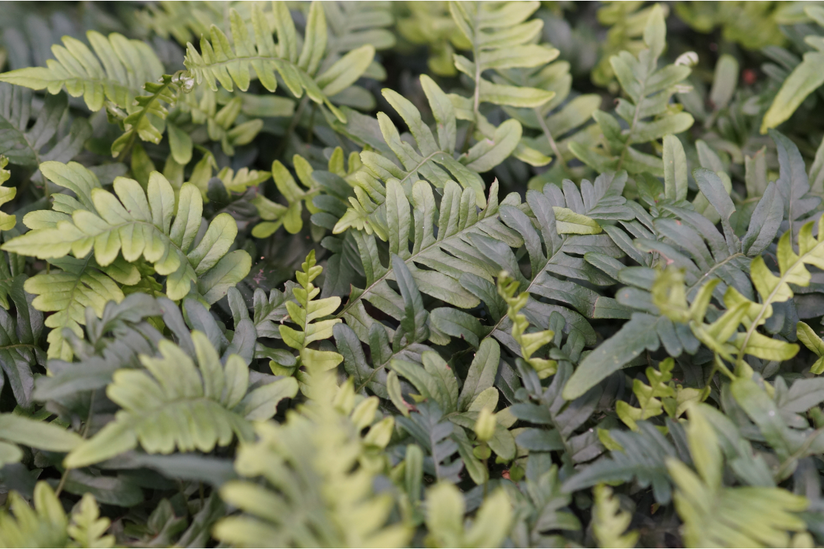 Polypodium vulgare gen. - Tüpfelfarn