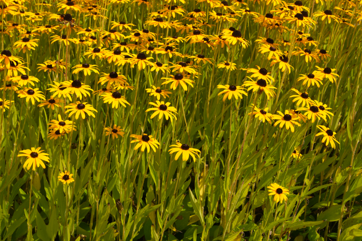 Rudbeckia fulgida var.speciosa