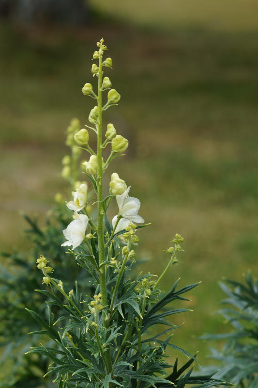 Aconitum napellus 'Album'