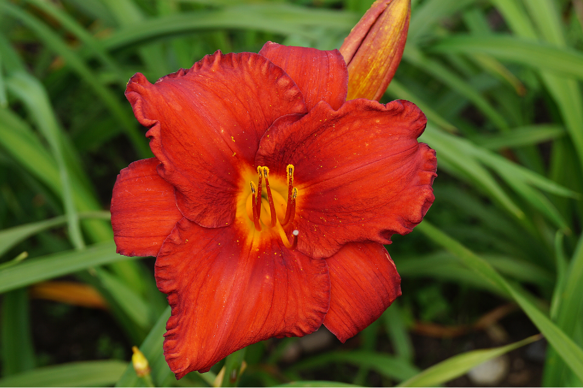 Hemerocallis Hybride 'Chicago Apache'