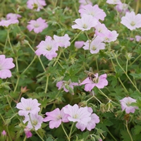 0719geranium-dreamland-teaser-klein