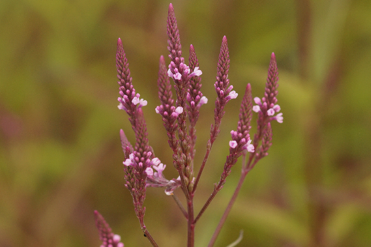Verbena hastata 'Rosea' - Verbene, Eisenkraut