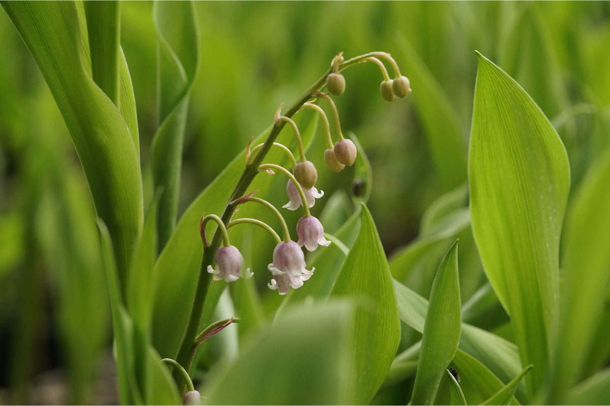 Convallaria majalis 'Rosea' - Maiglöckchen