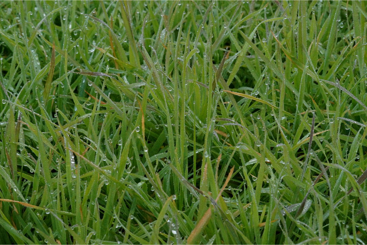 Anthoxanthum odoratum - Wohlriechendes Ruchgras, Gewöhnliches Ruchgras