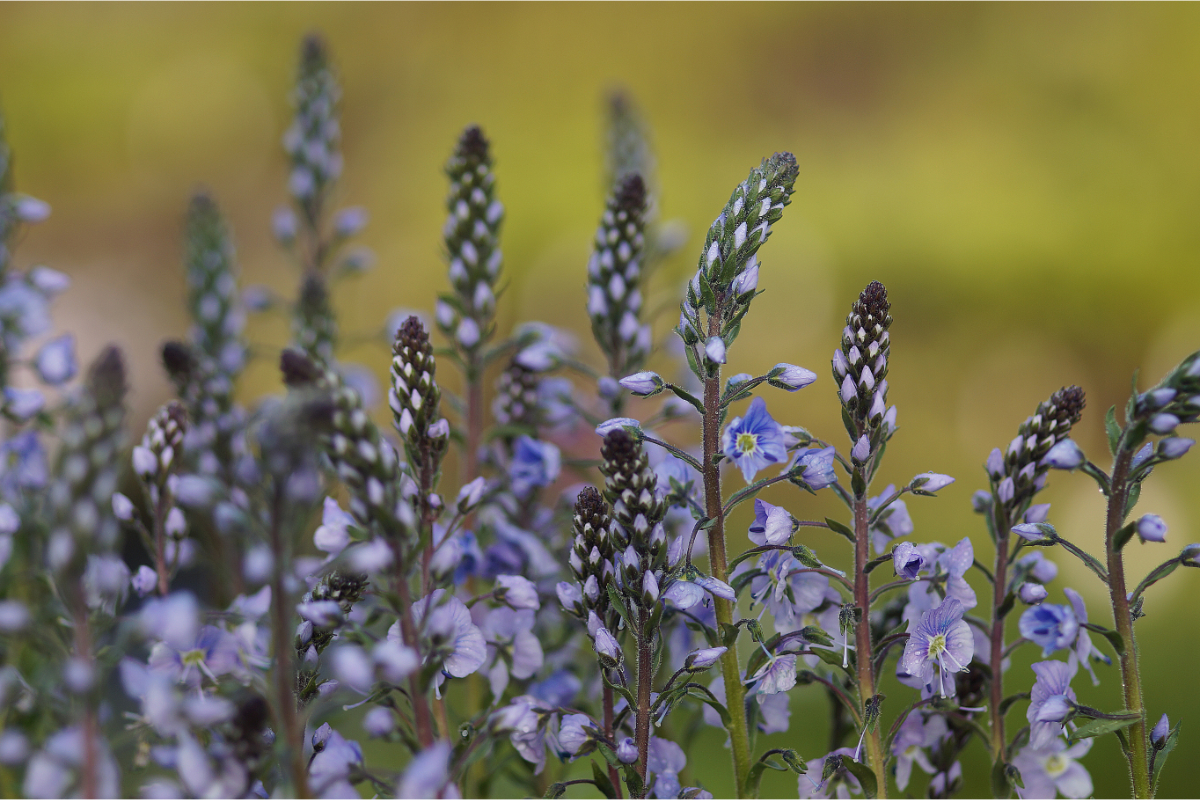 Veronica gentianoides 'Maihimmel'  - Enzianähnlicher Ehrenpreis