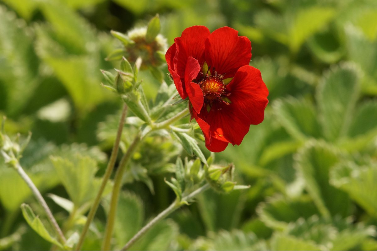 Potentilla atrosanguinea - Blutrotes Fingerkraut