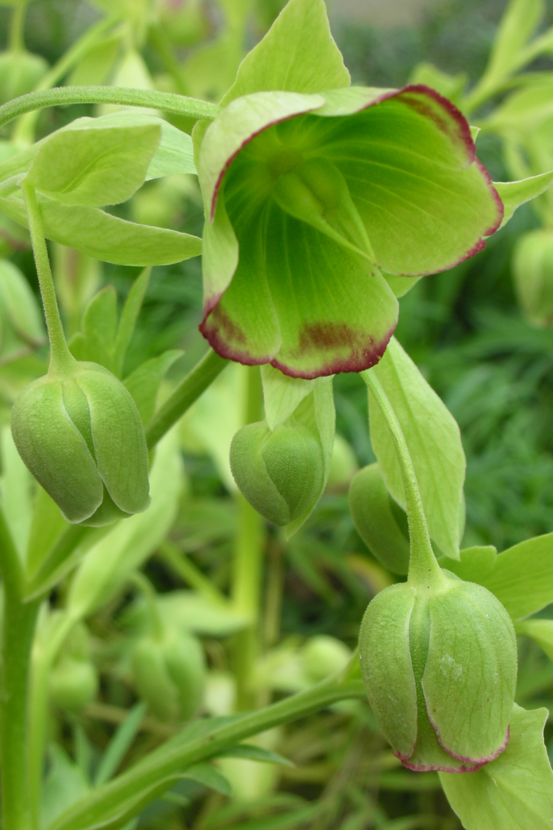 Helleborus foetidus