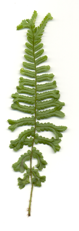 Dryopteris affinis ssp. affinis 'Cristata' (gen.)