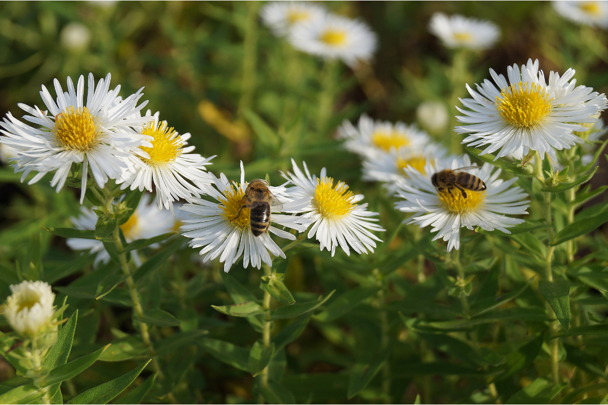 Aster novae-angliae 'Herbstschnee'