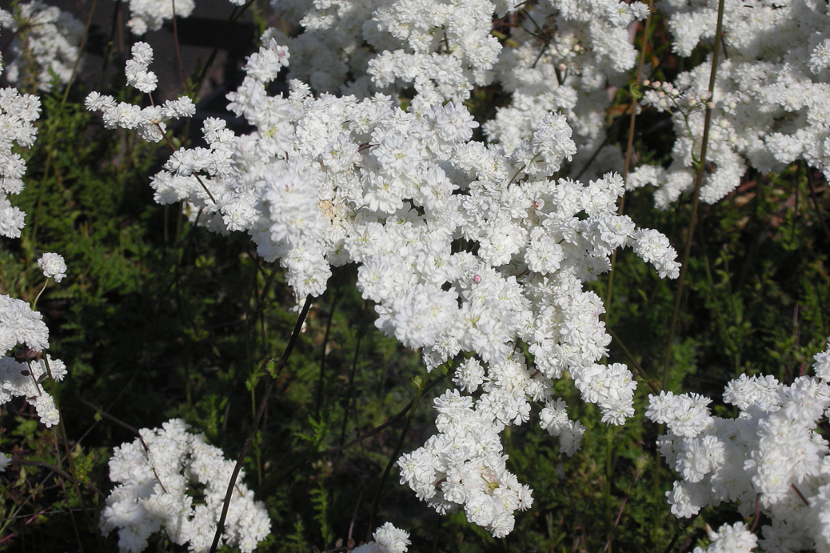Filipendula vulgaris 'Plena'('Multiplex')