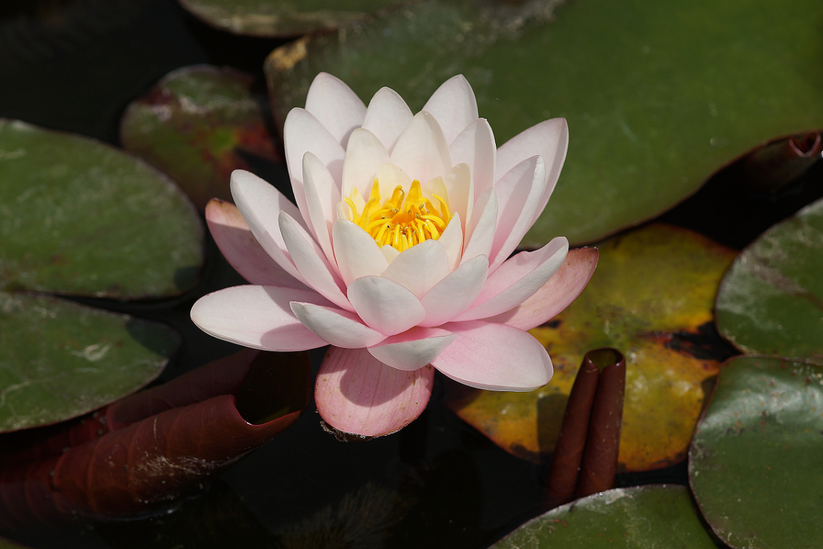 Nymphaea Hybride 'Anna Epple'