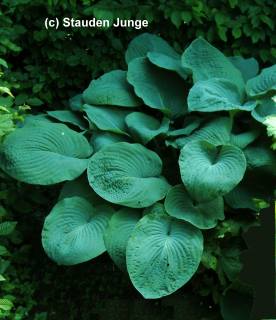 Hosta sieboldiana 'Elegans'